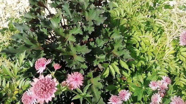 Разные сорта Бузульника в (Ligulária) - явные отличия в июне 2023.