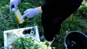 ЧИСТОТЕЛ избавит ваш САД и ОГОРОД от: тли, моли, листовертки, плодожерки, трипсов, белянки и блошек