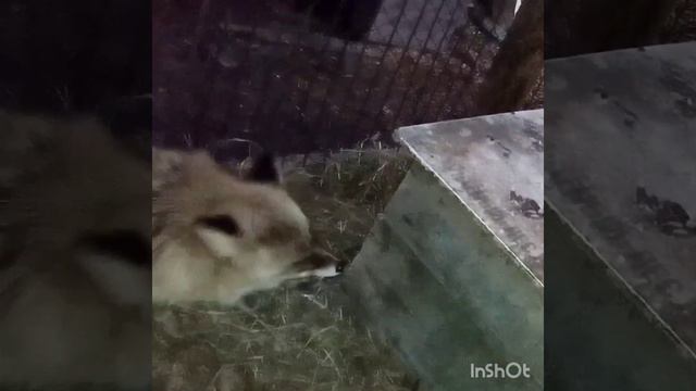 639. Дикая лиса Маркиза, ем только то что нравится сегодня, но это не точно. #лиса #животные #short смотреть онлайн