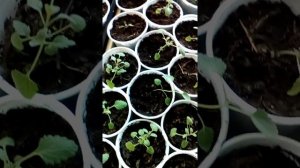 Котовник"Голубой ковёр" часть 3