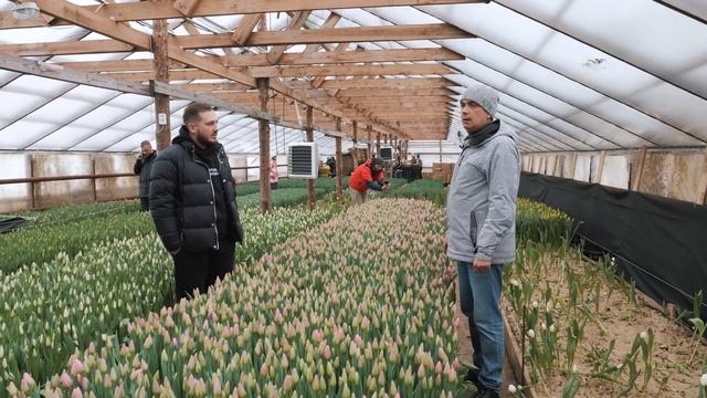 Бизнес на тюльпанах. Выгонка тюльпана к 8 марта. Выращивание и уход / Антон Пермяков