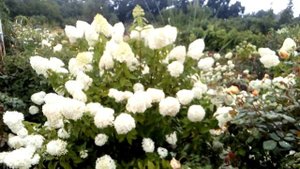 Гортензия Коттон Крим (Cotton  Cream) после ливня - просто чудо!