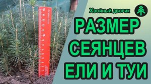 Размер 2-х летних сеянцев хвойных растений на примере ели голубой и туи западной Колумна