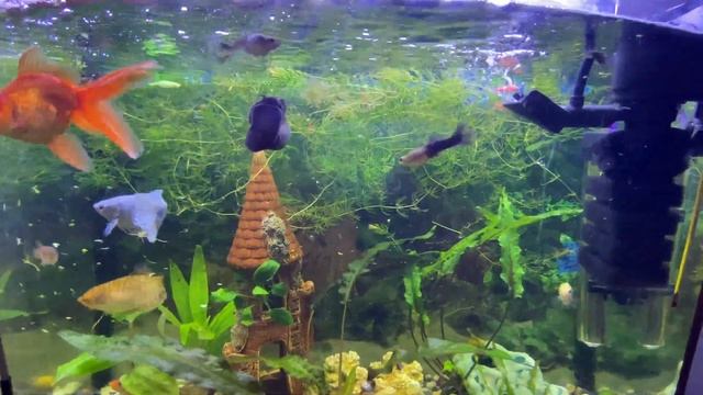 Новые креветки и телескоп в аквариуме, как я кормлю рыбок МОТЫЛЁМ. смотреть онлайн