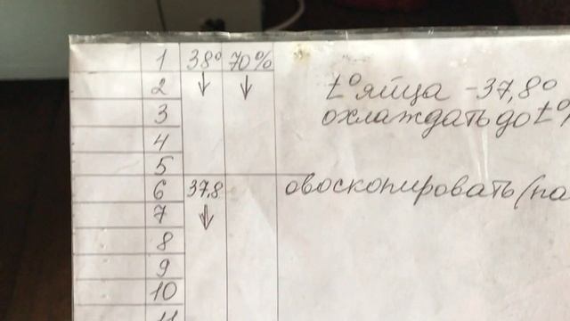 Инкубация гусиного яйца(на словах), как я это делаю. смотреть онлайн