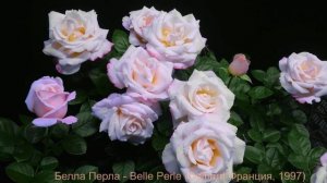 Как распускается роза  Белла Перла - Belle Perle (Delbard 1997)
