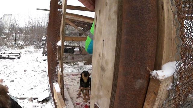 ПРИЮТ ДЛЯ БЕЗДОМНЫХ ЖИВОТНЫХ / ПОМОЩЬ ПОДПИСЧИКОВ ПРИЮТУ МЕЧТА / КРАСНОКАМСК 2019