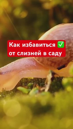 3 неожиданных способа ПРОГНАТЬ СЛИЗНЕЙ
