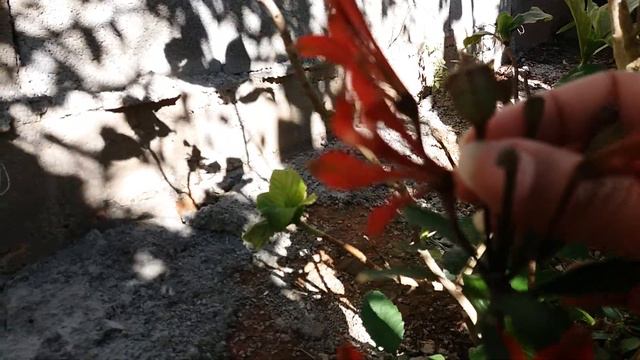 As plantas que floriu no meu jardim orquideas, astromelia e clivia miniata!!! смотреть онлайн