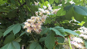 Парад Победы и прохождение Бессмертного полка в Ростове-на-Дону.mp4