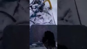 Мотособака Вьюга