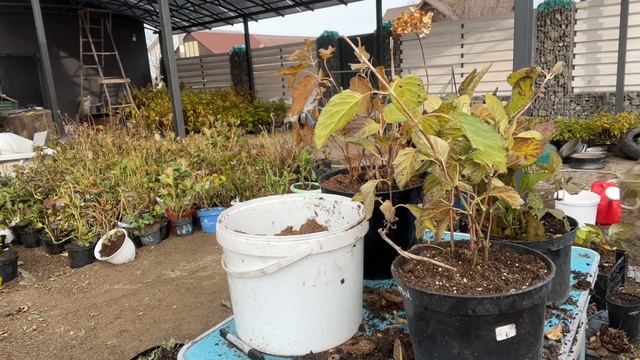 Обрезка корней и заглубление древовидной гортензии.
