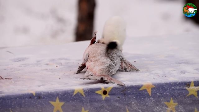 Горностай и рыба. Похищения продолжаются. Озеро Аян. Плато Путорана / The Stoat and Fish смотреть онлайн