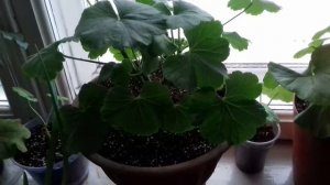 Супер свойства сульфата магния для пеларгоний!