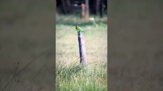 Apexel 60x Hyper Zoom Mobile Lens in Action смотреть онлайн