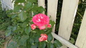 Антик - шикарная плетистая роза клаймбер, нежные розовые переливы и приятный фруктовый аромат