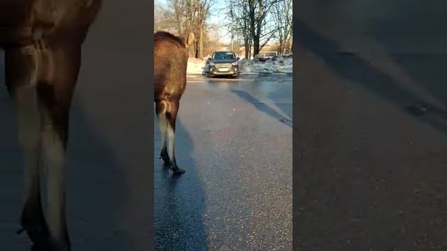 лесная красавица в городе смотреть онлайн