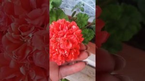 Пеларгония сорт Ю-Джига