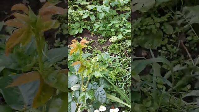 Дача. Как хорошо отдыхать 2020. смотреть онлайн