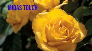 ?How to buy your favourite variety of rose?  varieties of roses✔ Best video on varieties of roses