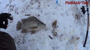 Трофейная Рыбалка на Чудо-Озере Удомля. Ловим трофейную Телапию. Фидер зимой.Рыбалка 2023.