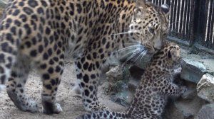 Котенок леопарда в вольере с мамой. 08.09.2024