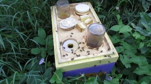 есть на продажу несколько маток или отводков пчел в августе - 2 , как развиваются отводки