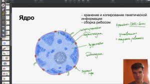 Строение и функции ядра | Биология ЕГЭ