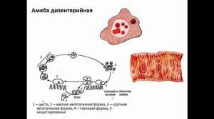 Амеба дизентерийная цикл размножения