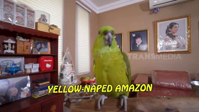 [FULL] GREBEK RUMAH JACQUELINE WIJAYA | SOBAT MISQUEEN (13/11/21) смотреть онлайн