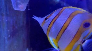 Раскорм Хелмона на заморозку | Аквариум