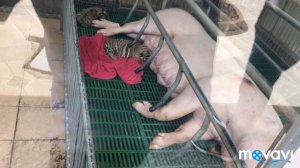 Дешевая Аренда Авто в Паттайю