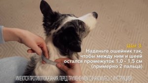 Форесто Как правильно надеть ошейник