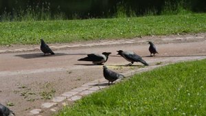 Детеныш серой вороны