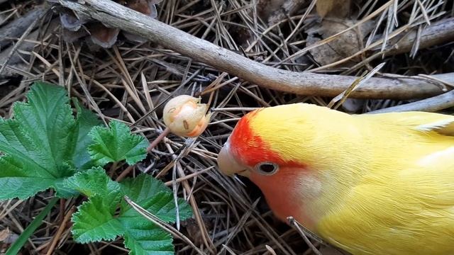 Ягода морошка созрела.Питомник княженики.Москва. смотреть онлайн