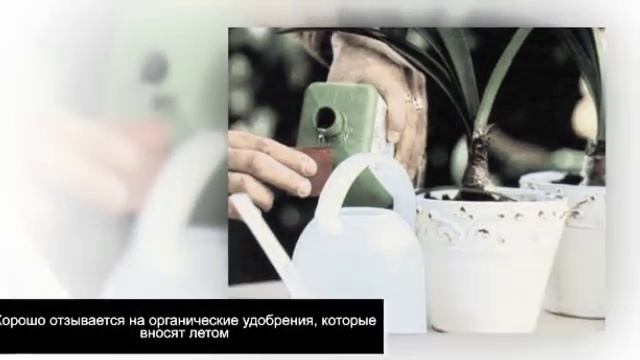 ОЛЕАНДР в домашних условиях. Советы по уходу смотреть онлайн