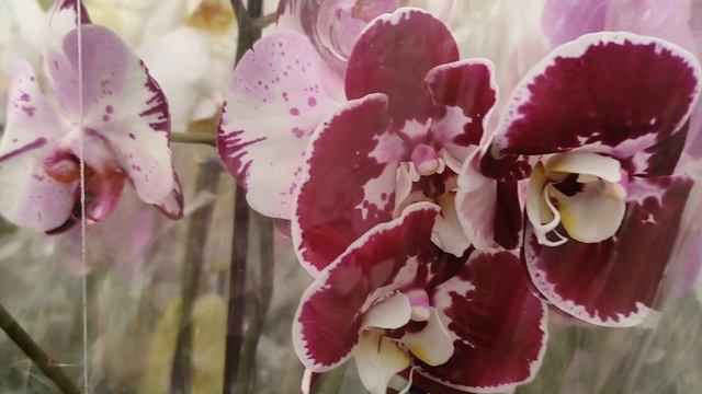 №272/ Снова приятный ШОК !!! Шикарные БИГ ЛИПЫ и садовые растения в ПЛАНЕТА ЛЕТА смотреть онлайн