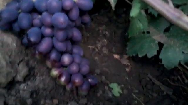 Несколько гибридных форм: Дубовский розовый, 887-супер (Загорулько), Стриж (Павловский). смотреть онлайн