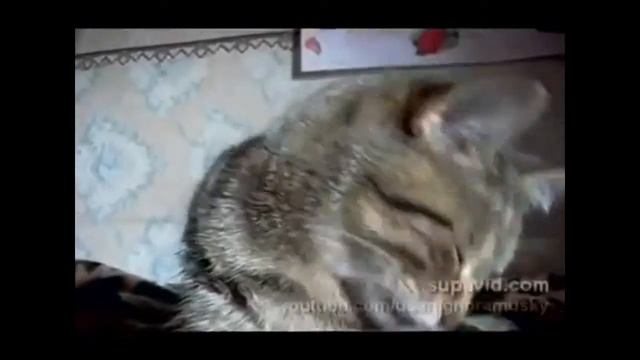 Мир глазами кота!!! Ржака кот чихает !!! смотреть онлайн