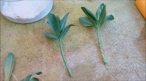 Размножение колеуса, пентаса, эустомы и хризантемы.