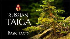 Russian Taiga - What is it?