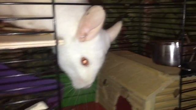 Как приручить шиншиллу?!) 2 месяца вместе