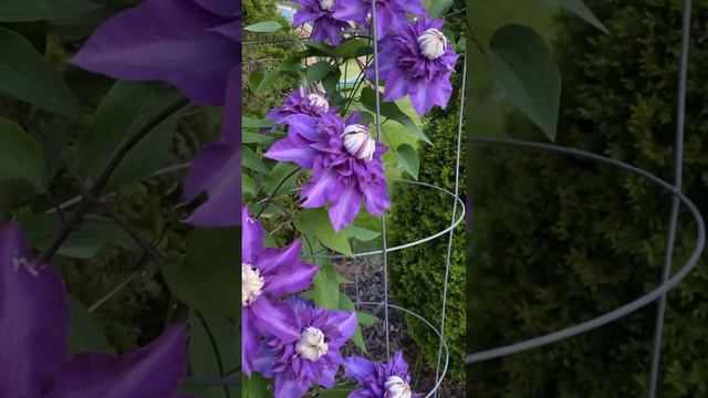 Clematis Multi-Blue 铁线莲 多兰