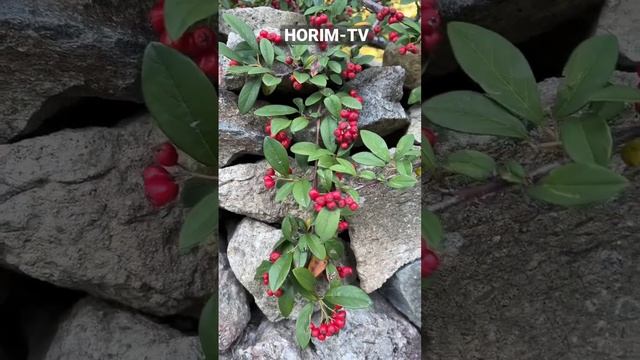 홍자단 Cotoneaster horizontalis