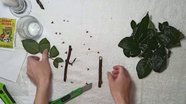 Укоренение черенков голландской розы из букета. Часть 1.