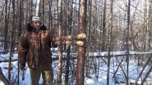 Кулёмка со скобой на соболя своими руками _ Ловушки на соболя и куницу _ добыча пушнины