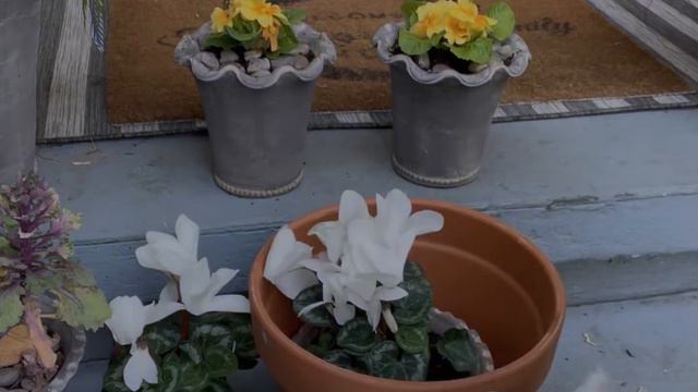 PLANT SHOPPING & PORCH PLANT UPDATE | Fredmyer G. Center | Hellebores | Cyclamen | Primrose 🌼🤍🌱 смотреть онлайн