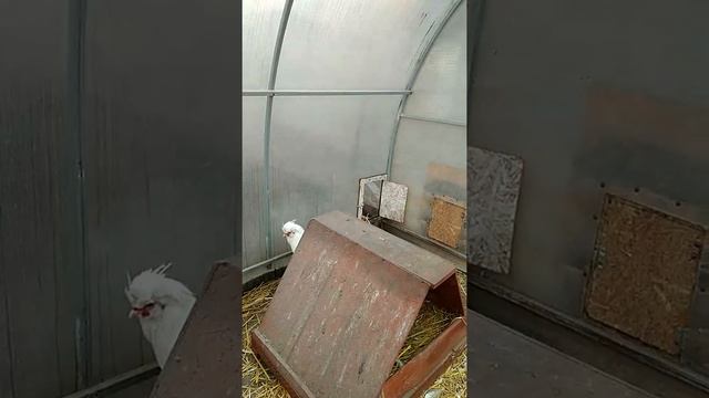 Содержание кур в теплице зимой.Султанки смотреть онлайн