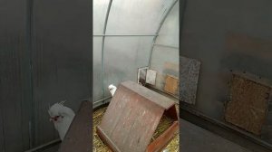 Содержание кур в теплице зимой.Султанки