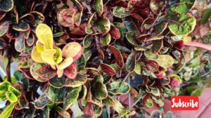 20 PLANTS with beautiful PURPLE Leaves 💜 #gardentour 🌿